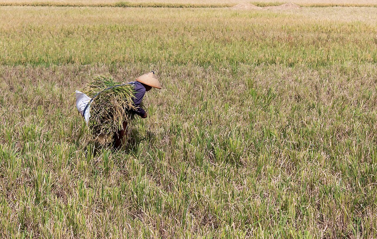 Farmer carrying harvested rice through a field